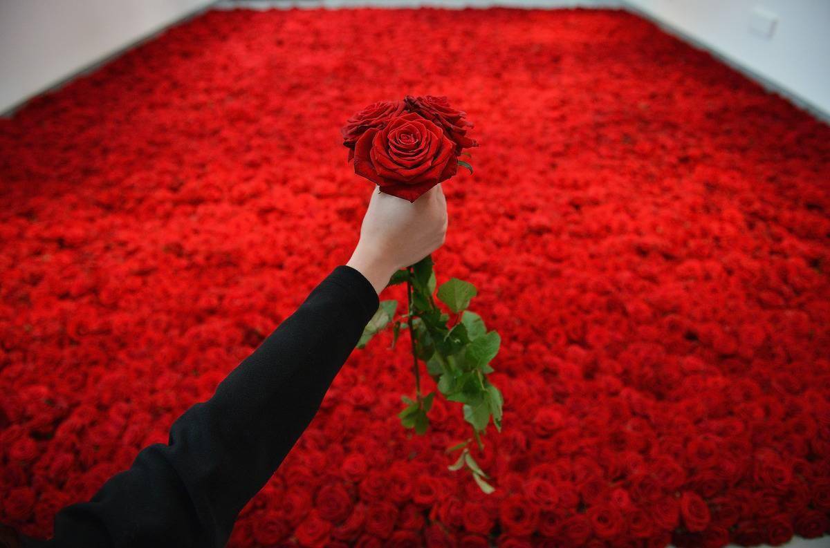 Someone's hand holding a red rose.