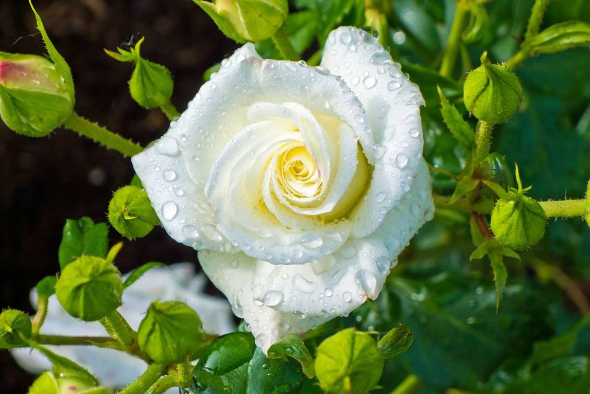 White rose.