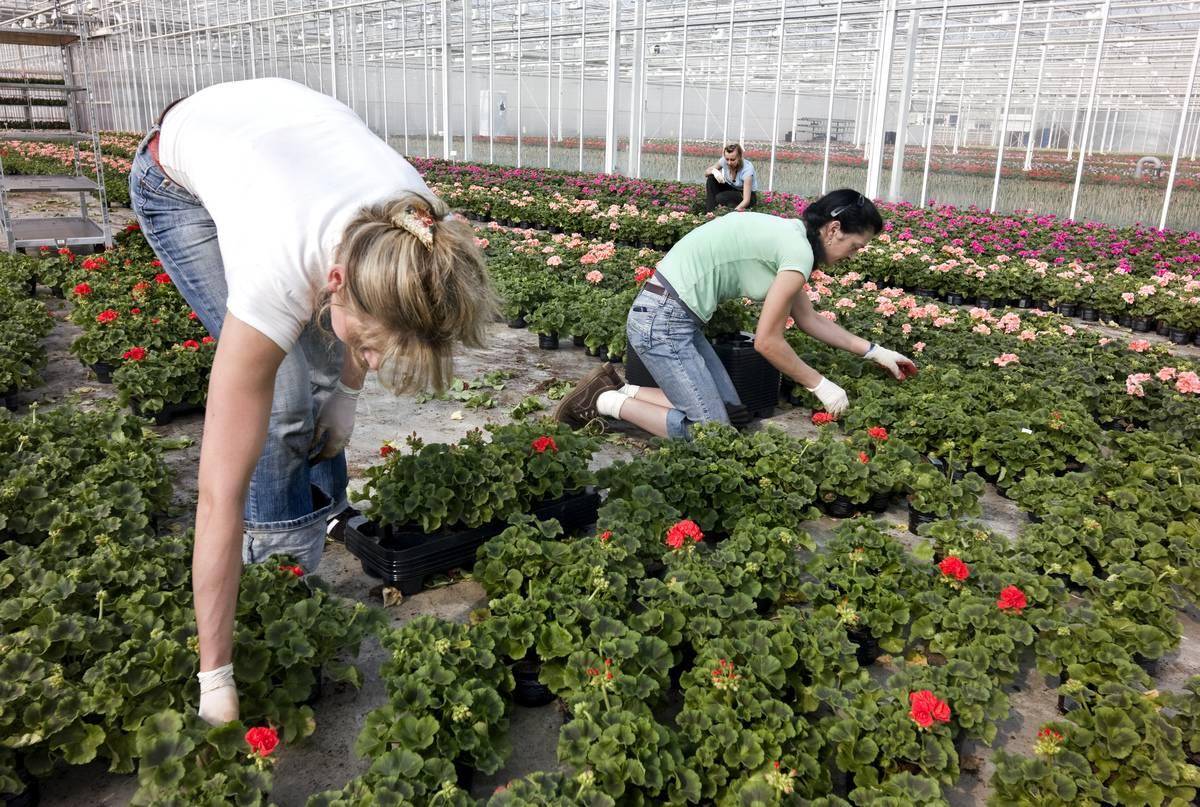 People tending to rose bushes.