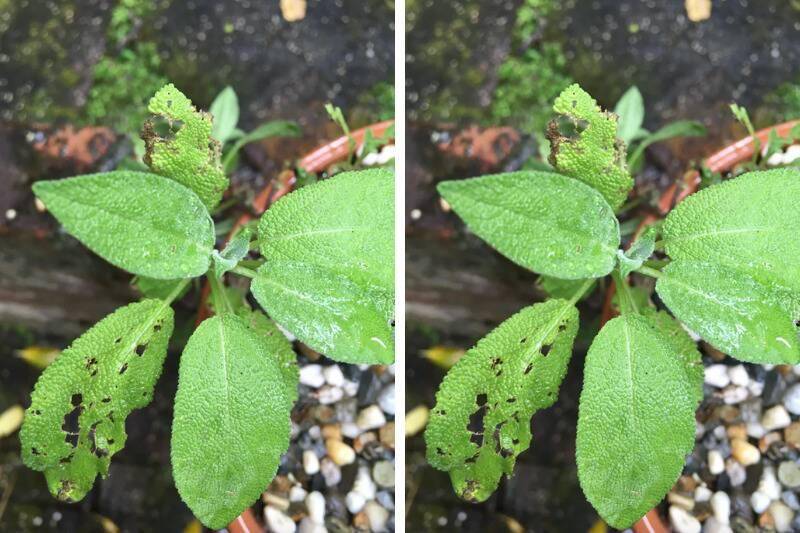 Plant outdoors with holes in its leaves.