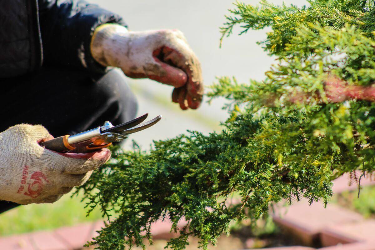 Trimming bush