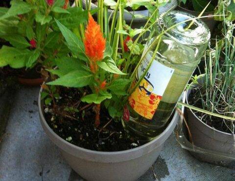 Wine bottle turned into water holder for planter.