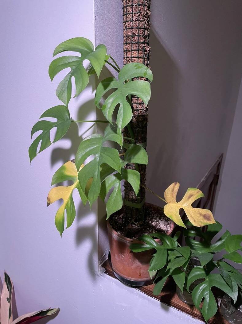 Plant with leaves that are turning yellow.