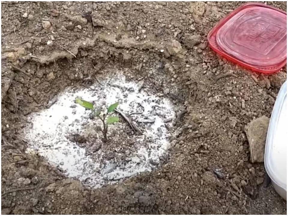 Baking soda sprinkled around plant's soil.