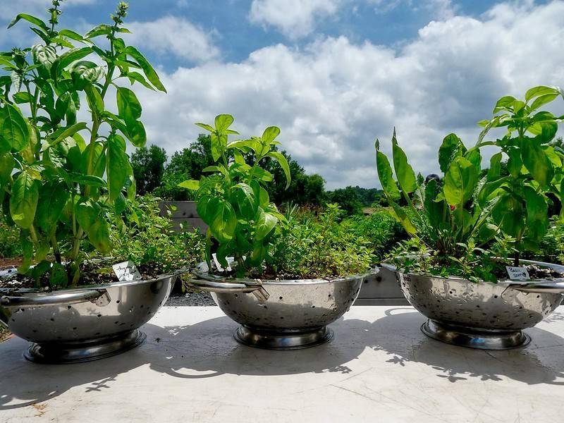 Colander used as planter.