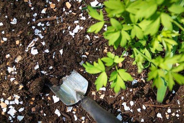 Egg shells in garden.