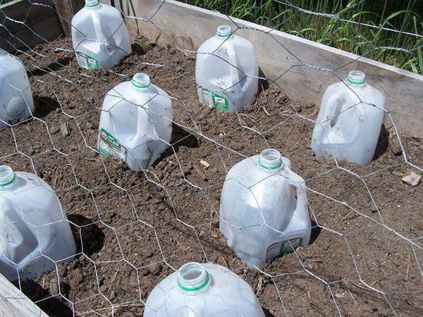 Plastic milk jugs in soil.