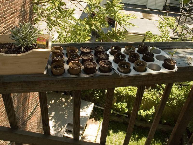 Muffin tin used as planter.