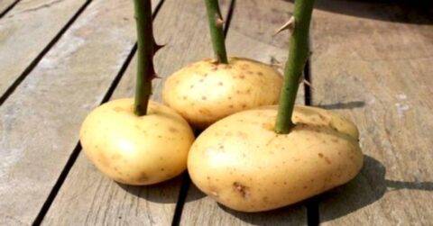 Three potatoes with roses stuck into them.