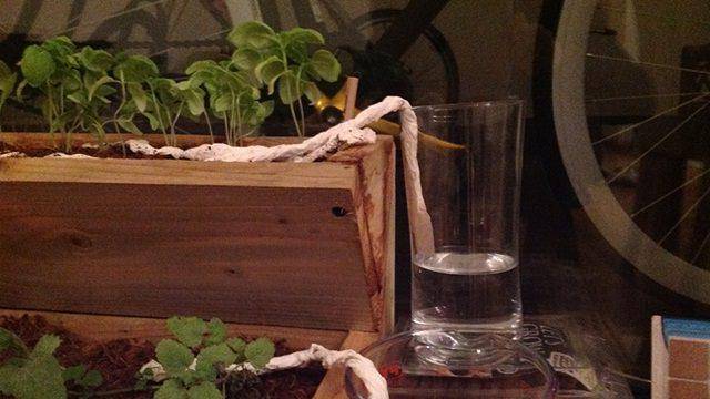 Paper towel line soaking in water and plant.