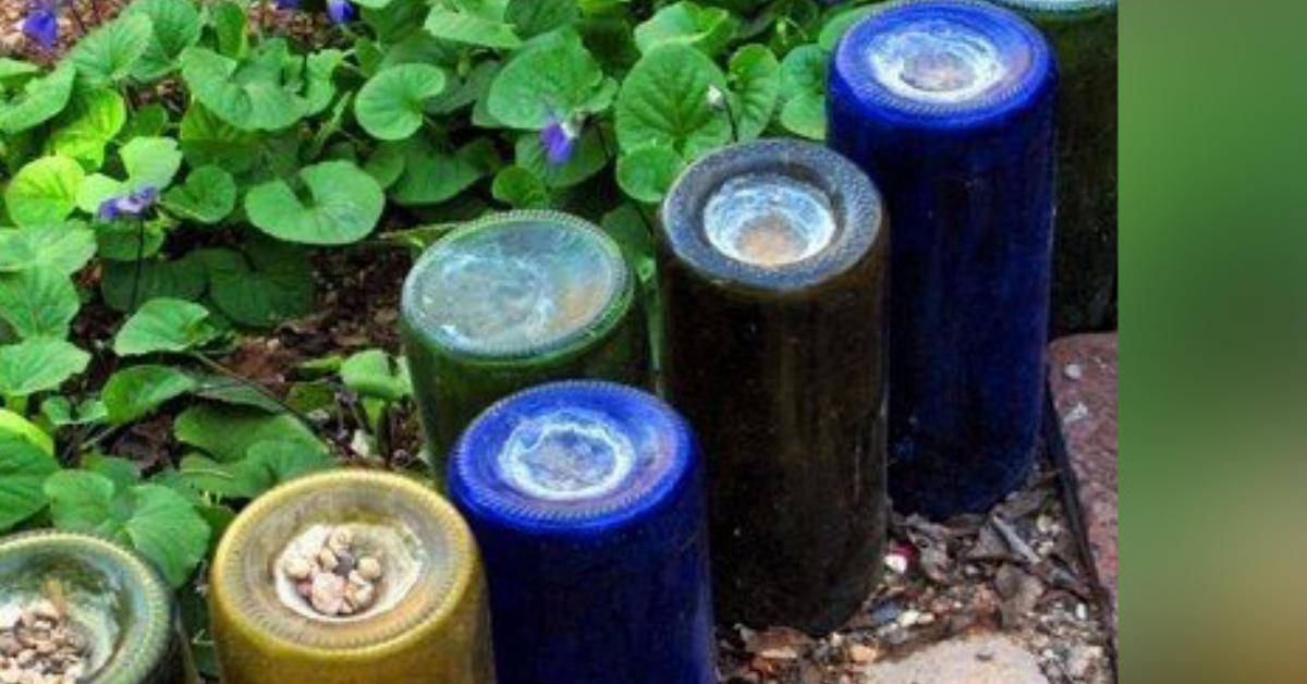 Wine bottles used on the edge of a garden.