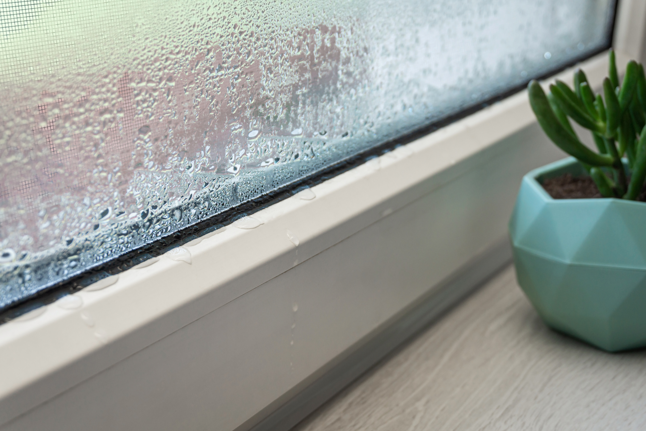 Window condensation forming and plant on the window sill.