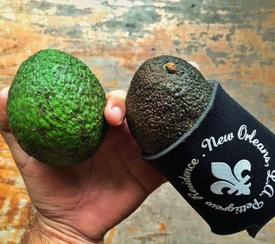 putting an avocado in a beer cozy to get it to get ripe