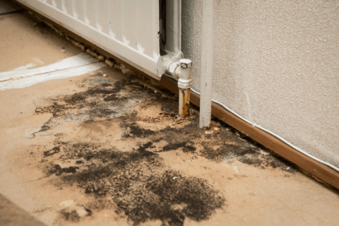 Mold on the ground of a house.