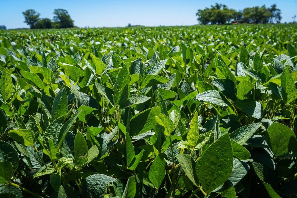 A soybean field seen in Firmat.