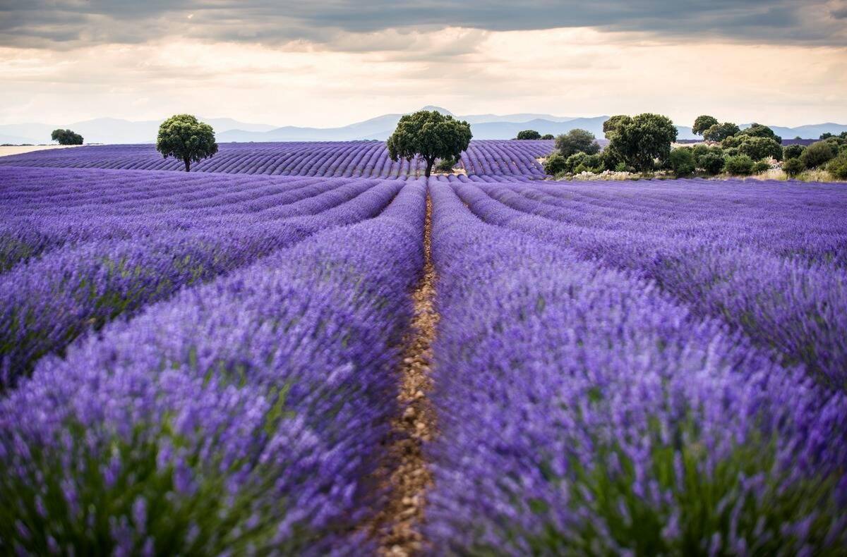 Lavender Fields In Brihuega