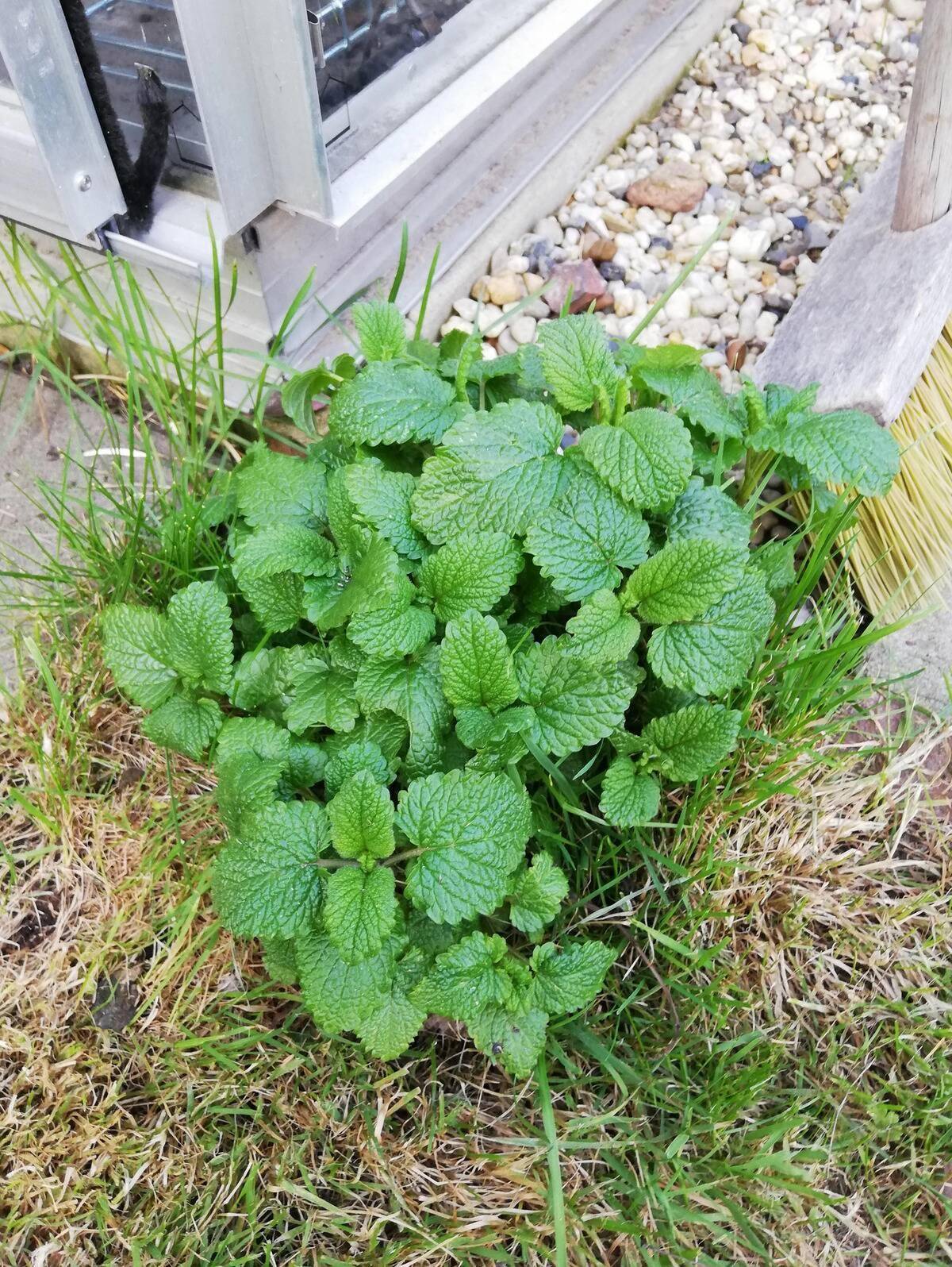 lemon balm