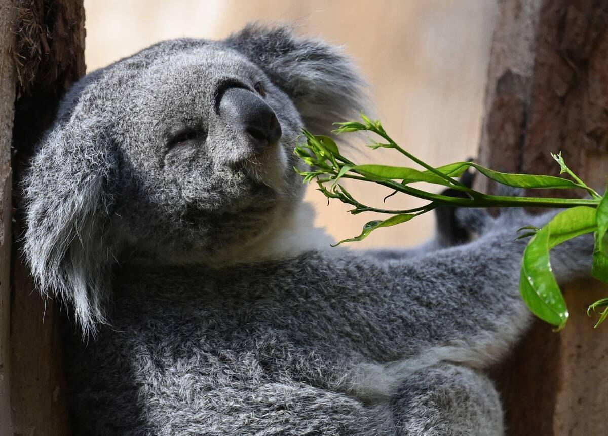 New female koala at Leipzig Zoo