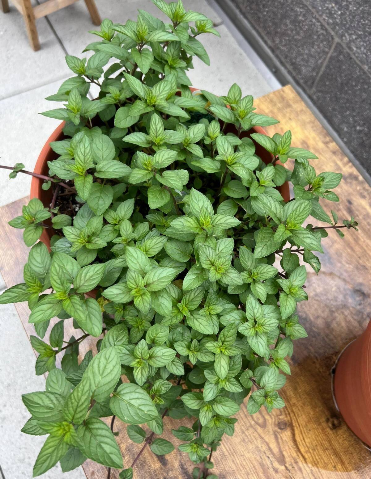 Peppermint plant