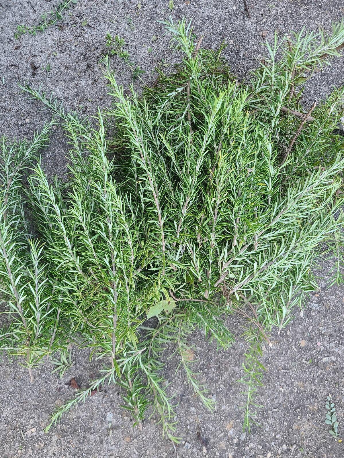 Rosemary on the ground.