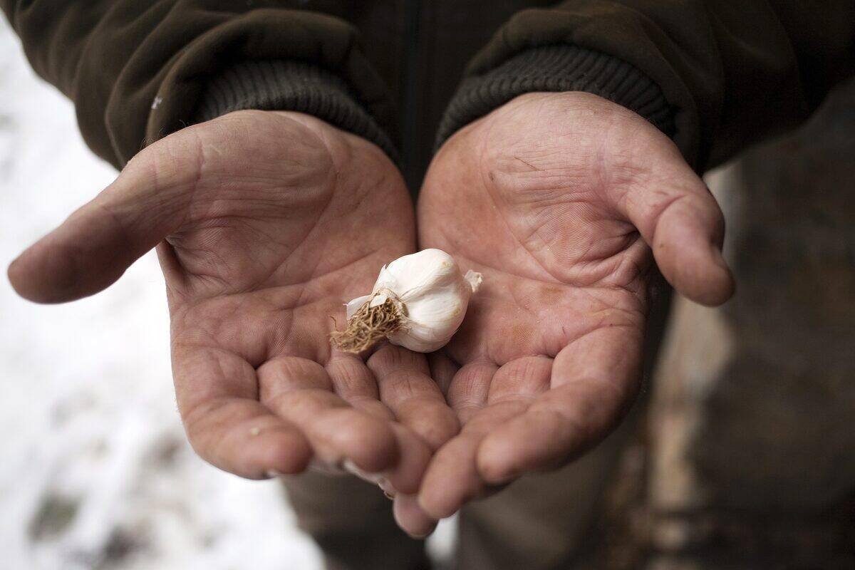 Garlic in between a man's hands