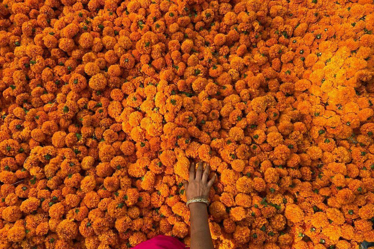 Field of Marigolds.