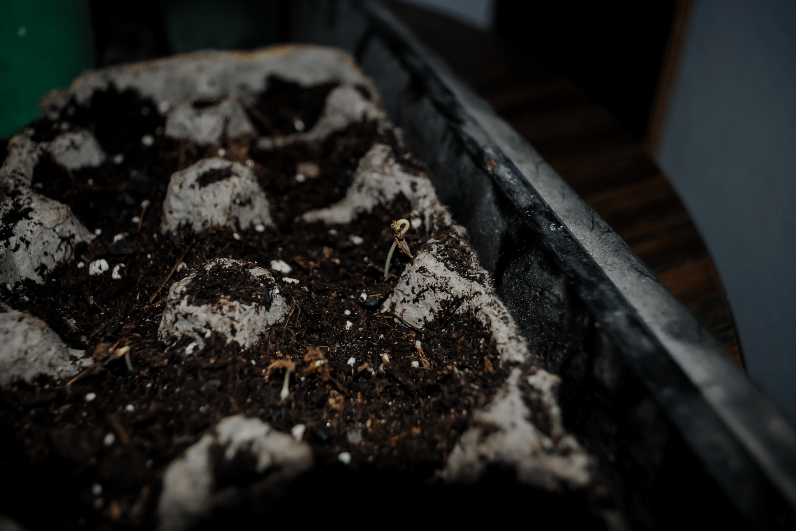 Egg carton used as seed starter.