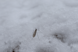 How Mosquitoes Survive the Winter Months