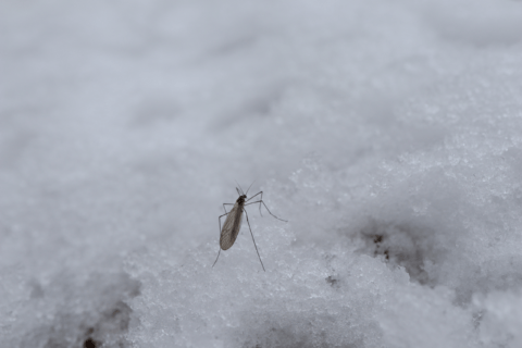 Mosquito in the snow during winter.