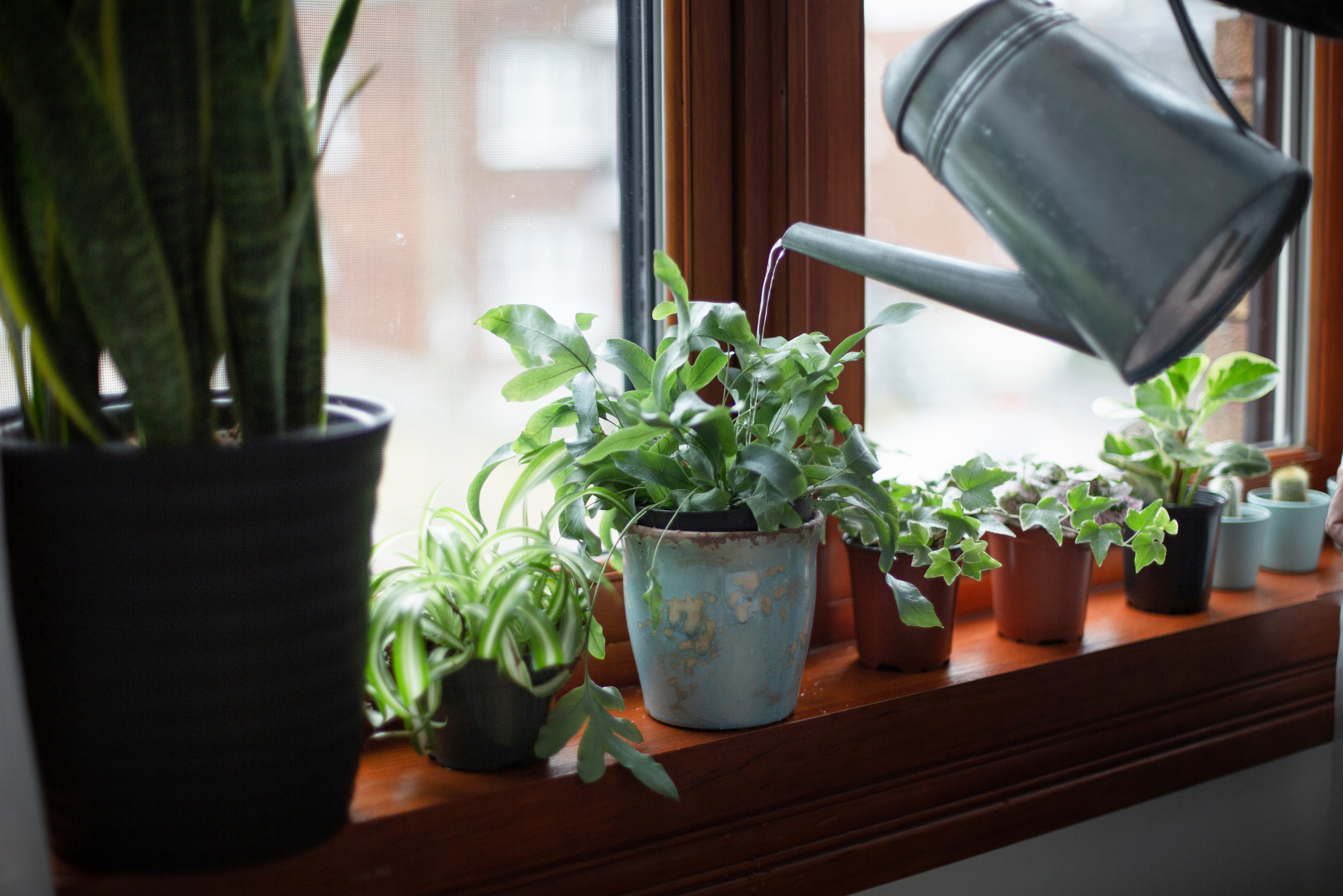 Watering a houseplant.