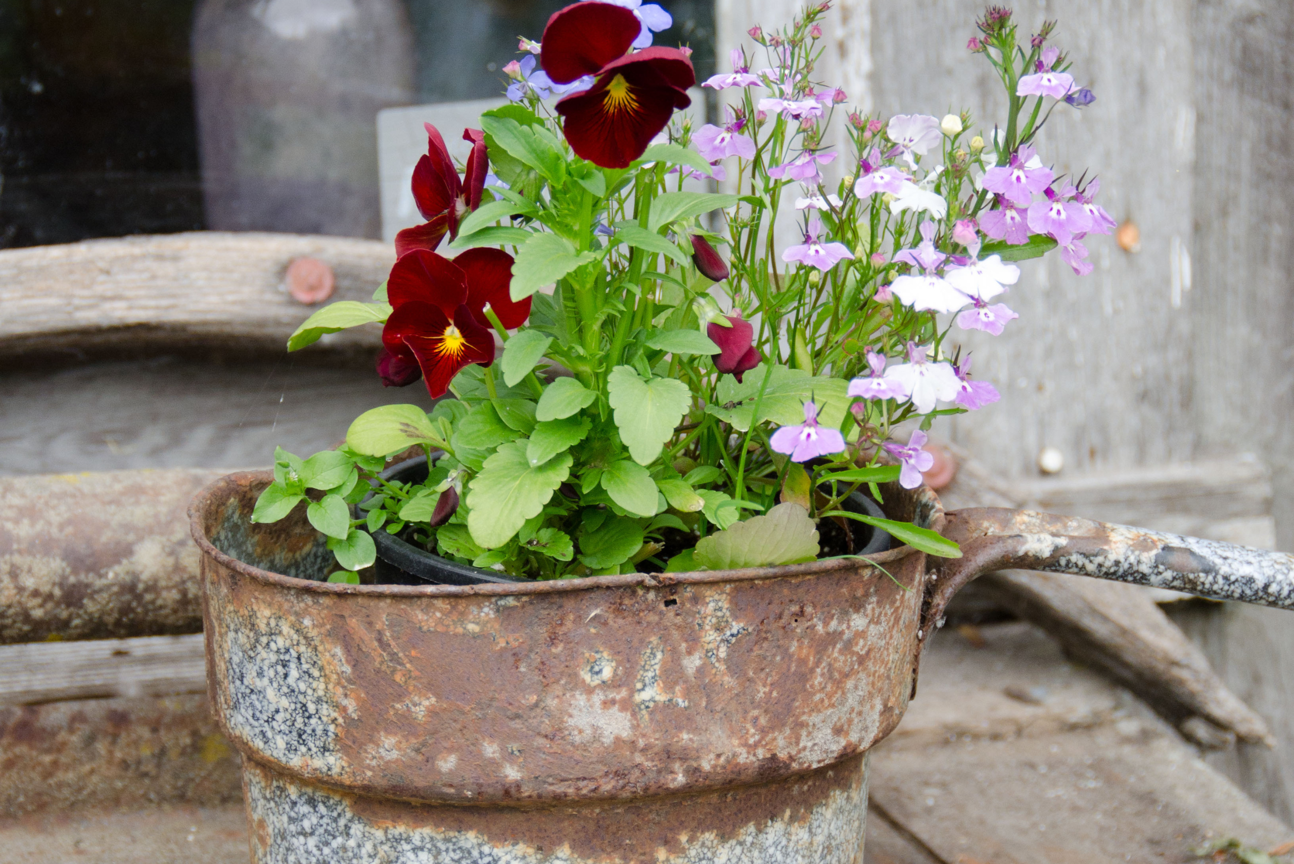 Large rusty pot for plants.