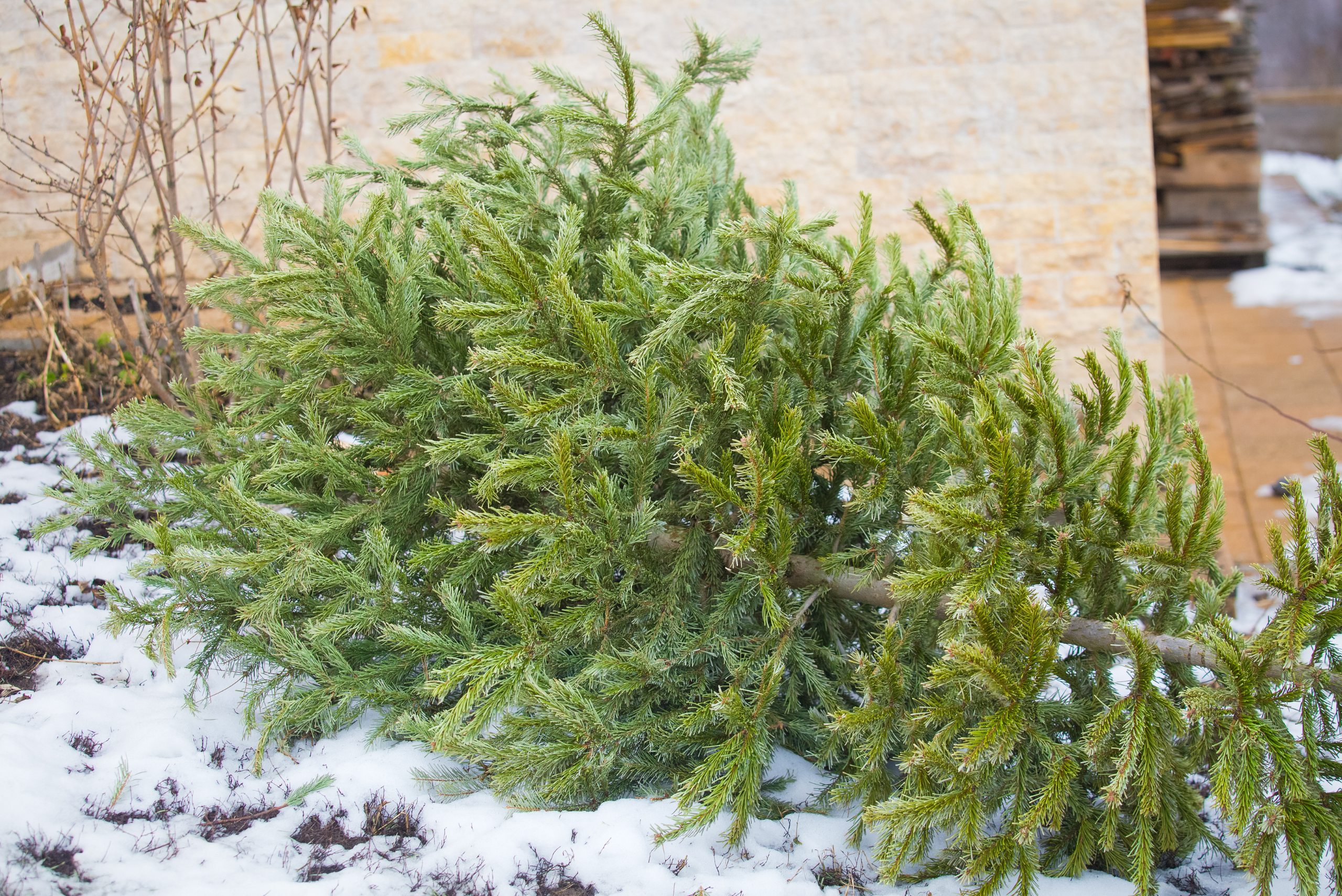 Christmas tree thrown outside on top of snow.