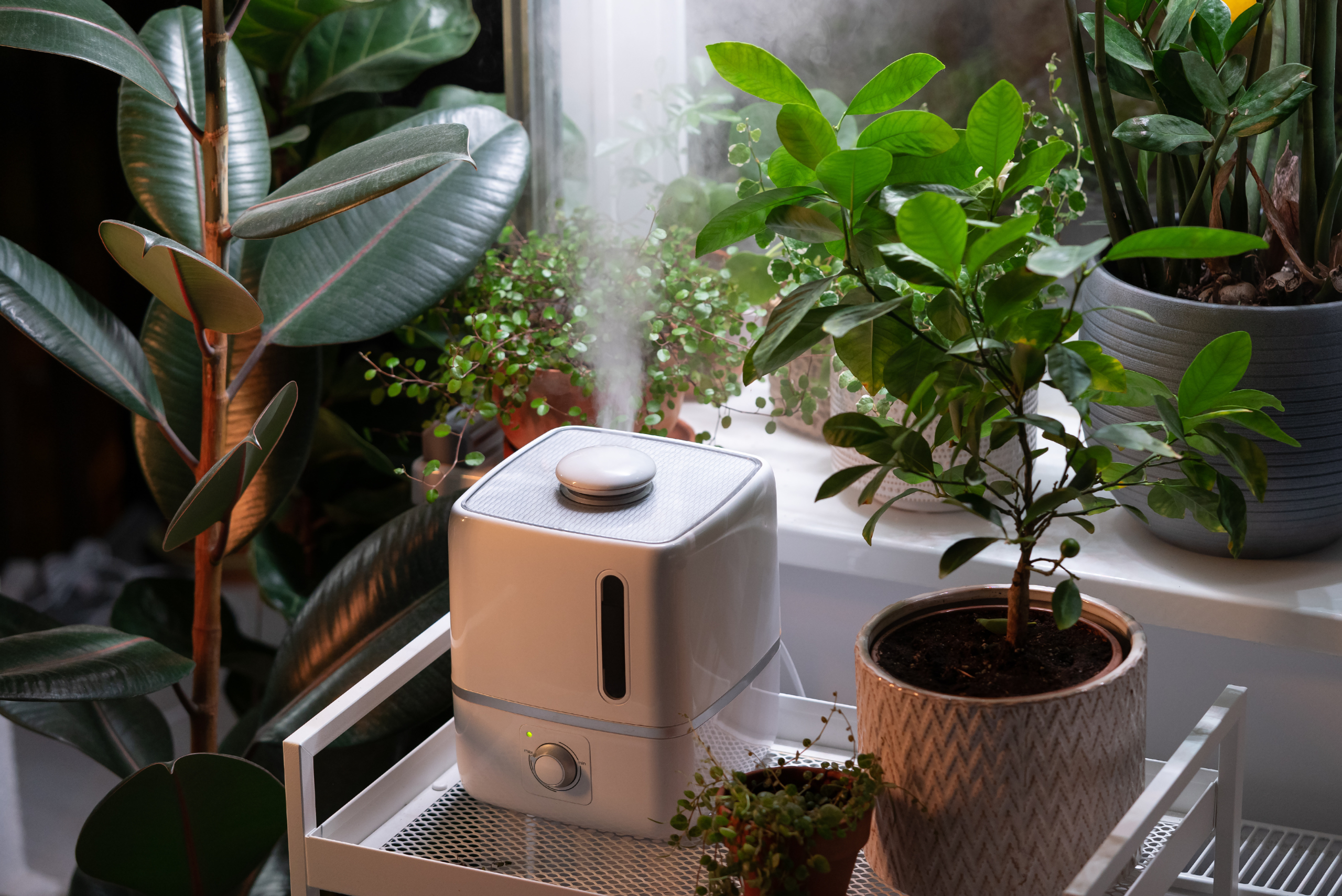 Bunch of houseplants with a humidifier.