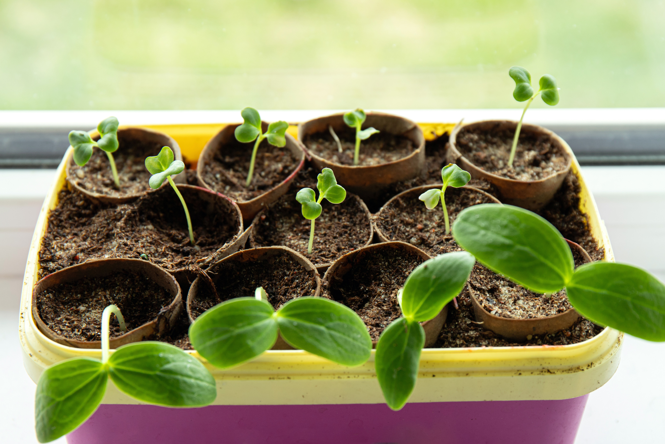 Empty toilet rolls used as seed starter.