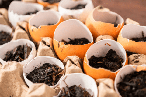 Eggshells used as seed starter.