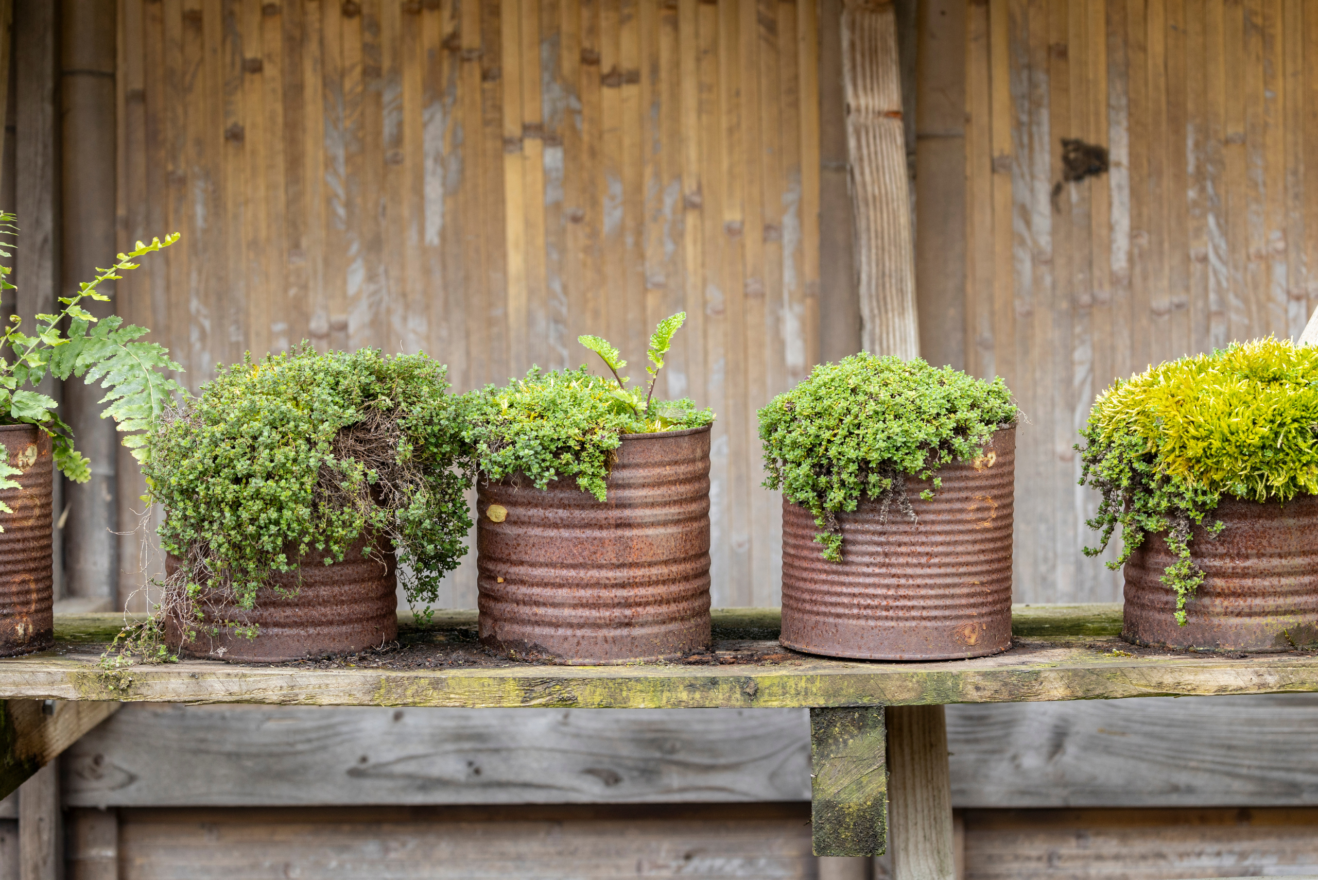 Plants in a rusty tins.