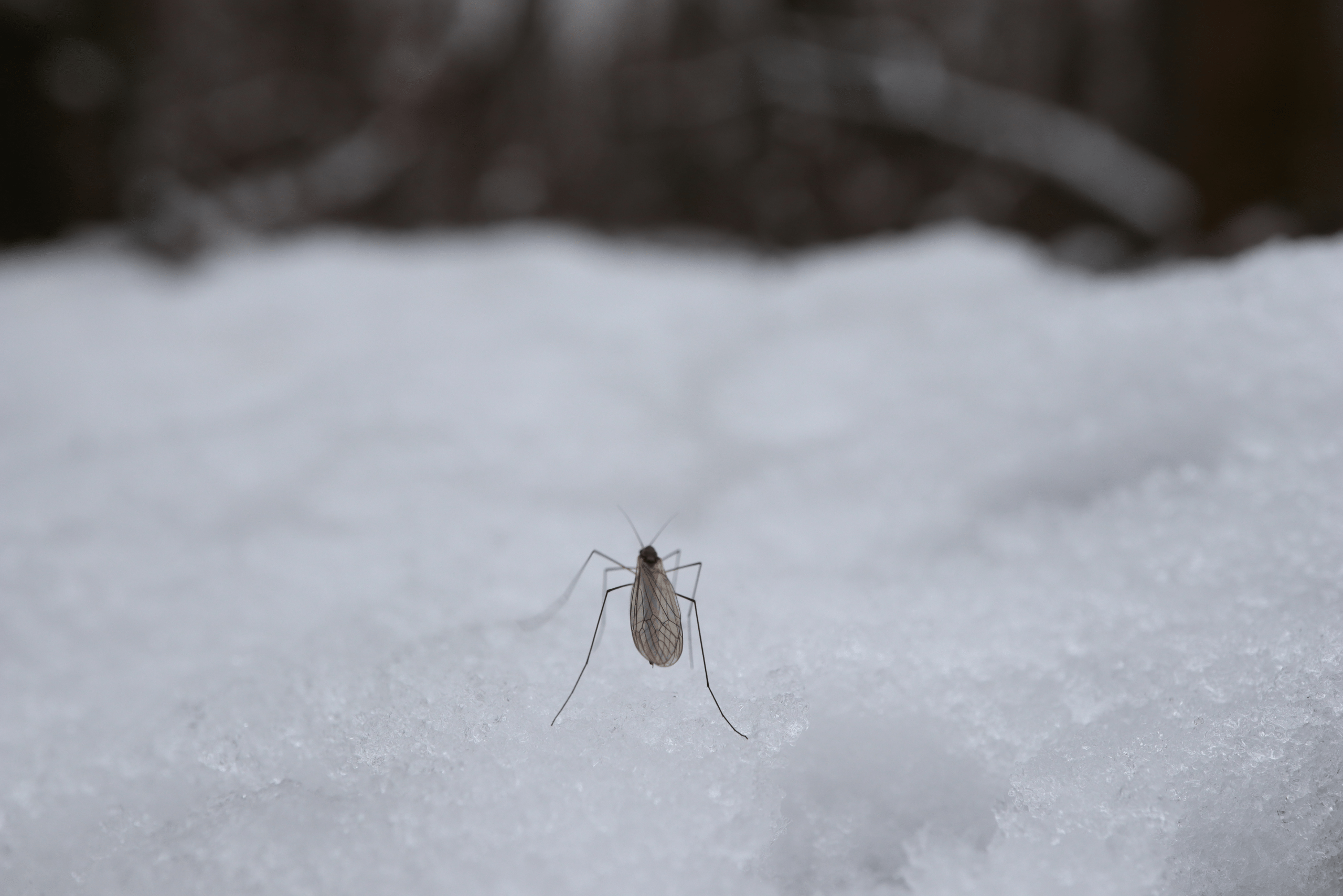 Mosquito in the snow during winter.