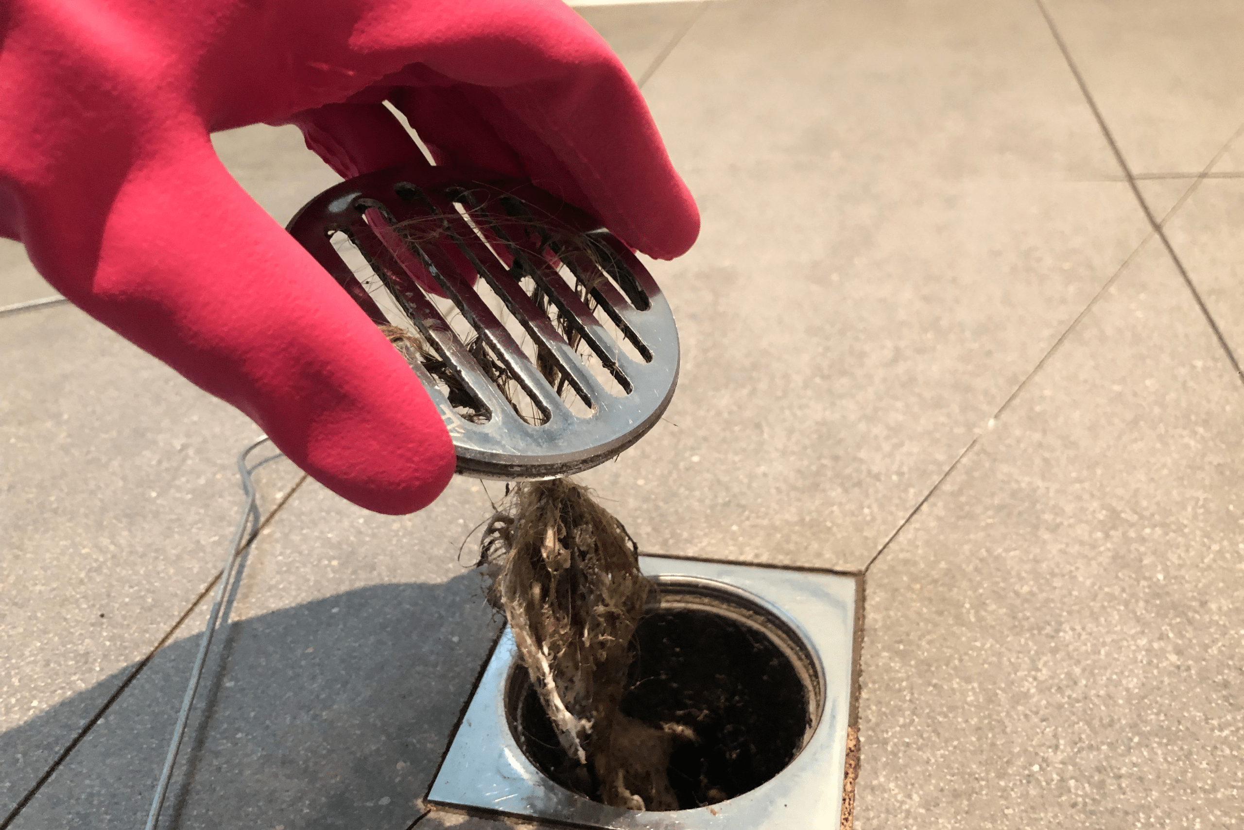 Shower drain catch pulled up with hair stuck to it.