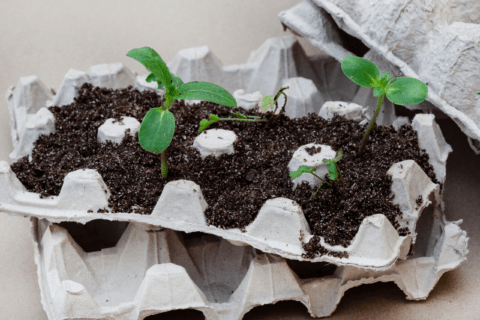 Egg carton using for seed starting.