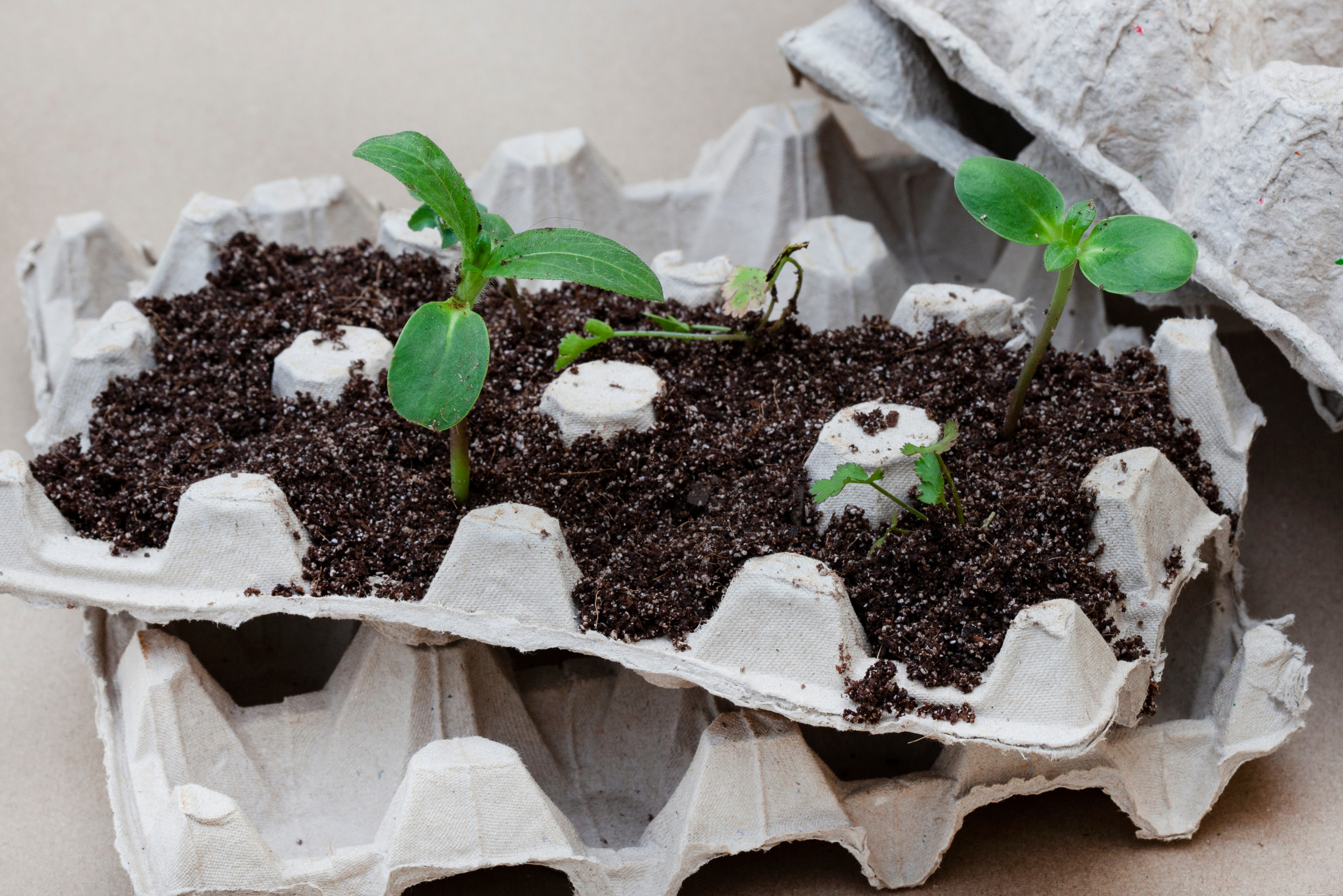 Egg carton using for seed starting.