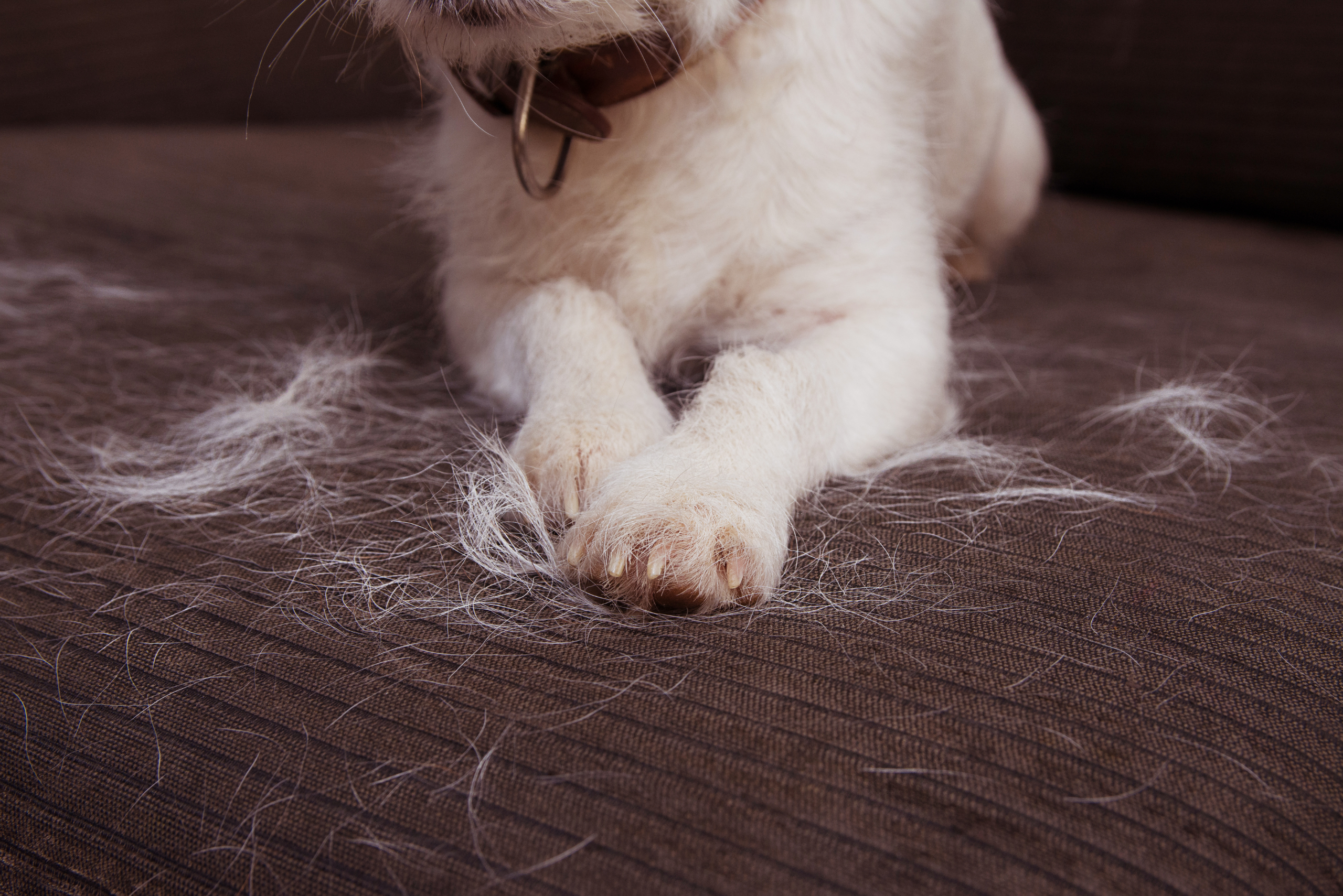 Dog with its hair falling on the couch.