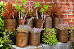 Are Rusty Pots Really a Problem For Your Plants?