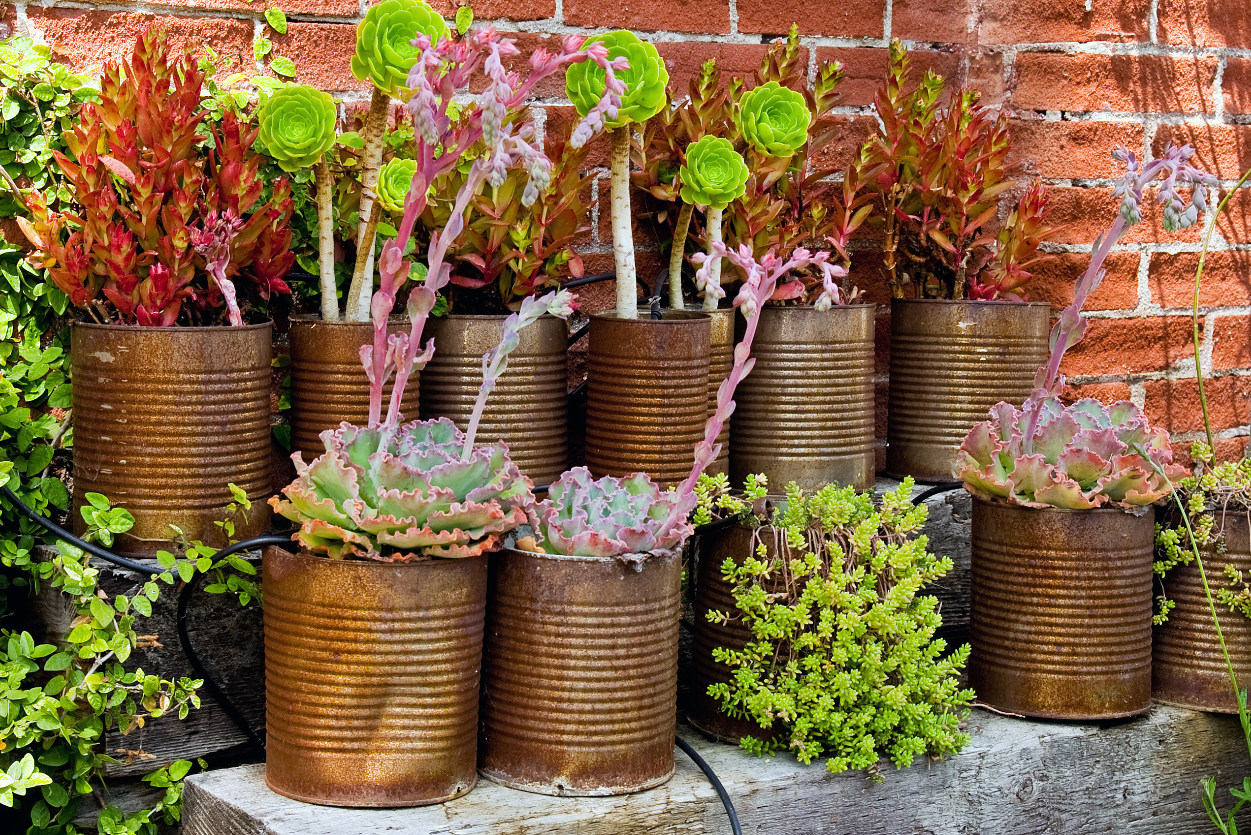 Rusty tins with plants inside.