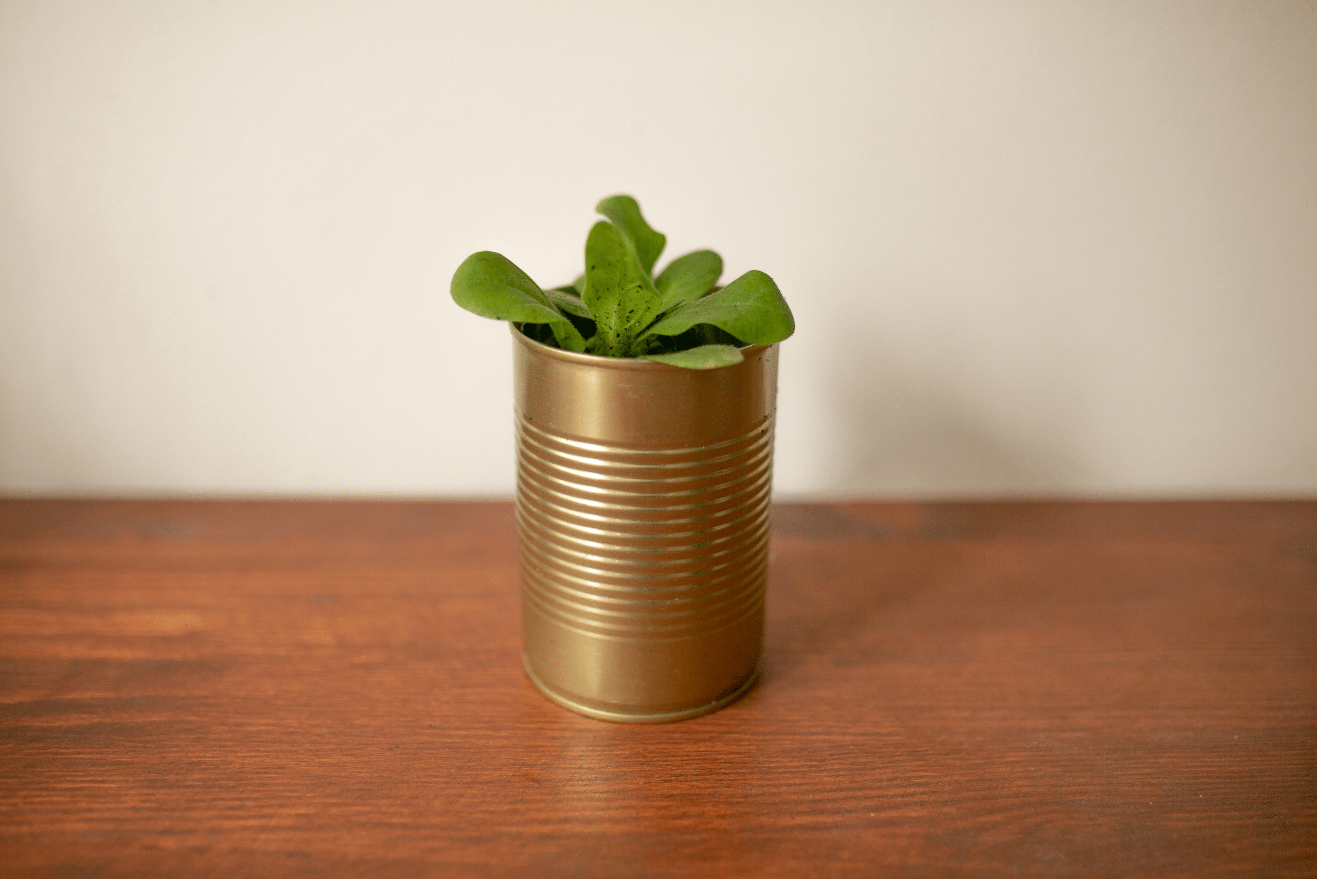 Tin can with plant in it.