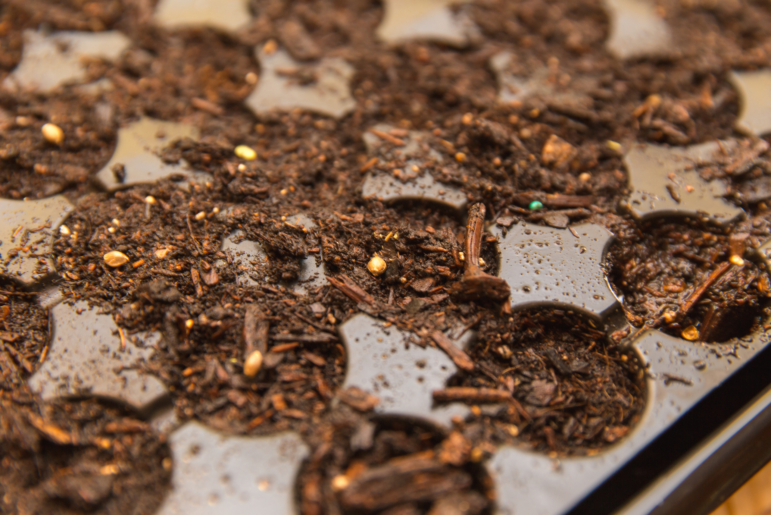 Muffin tin rolls used as seed starter.