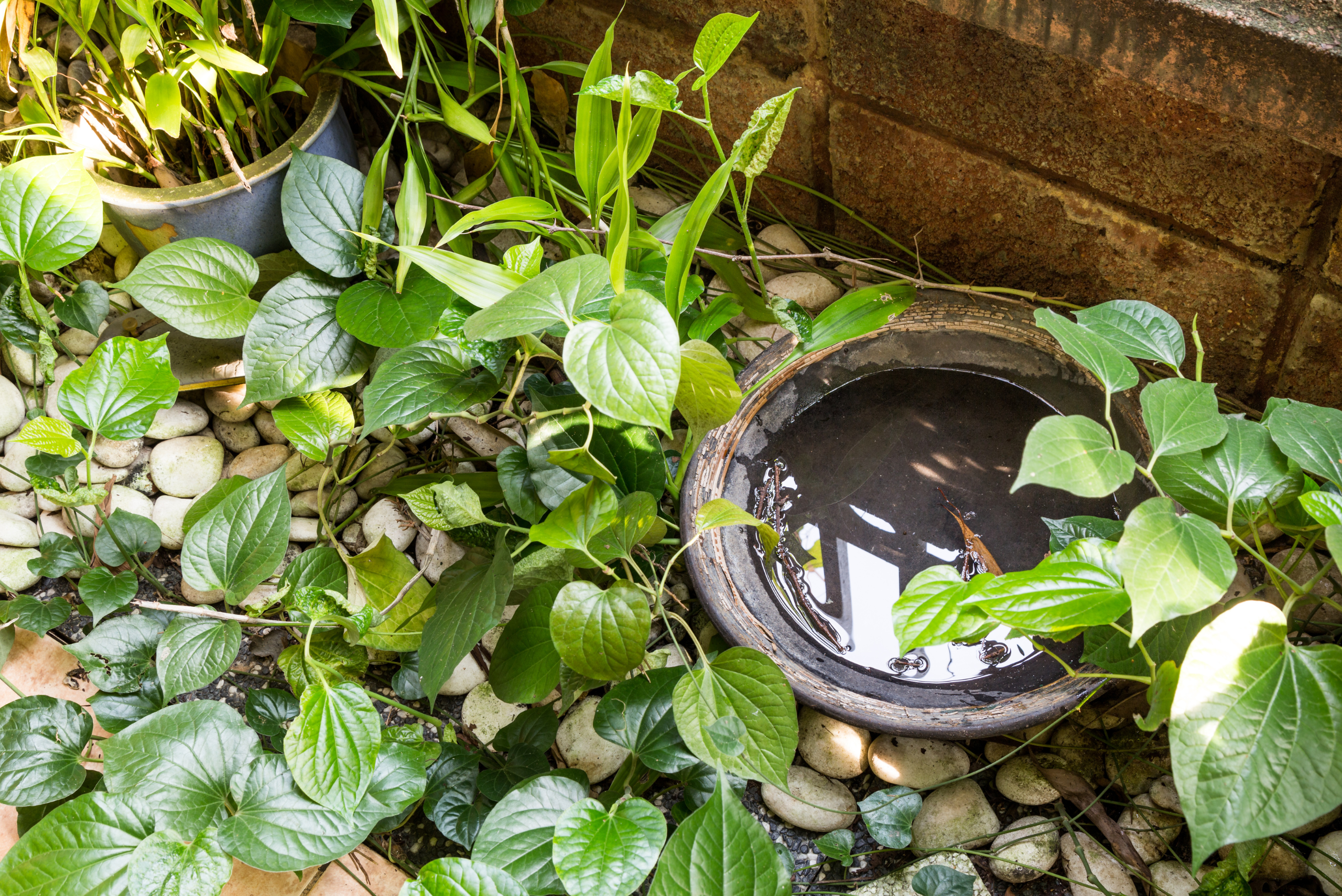 Water and green plants.