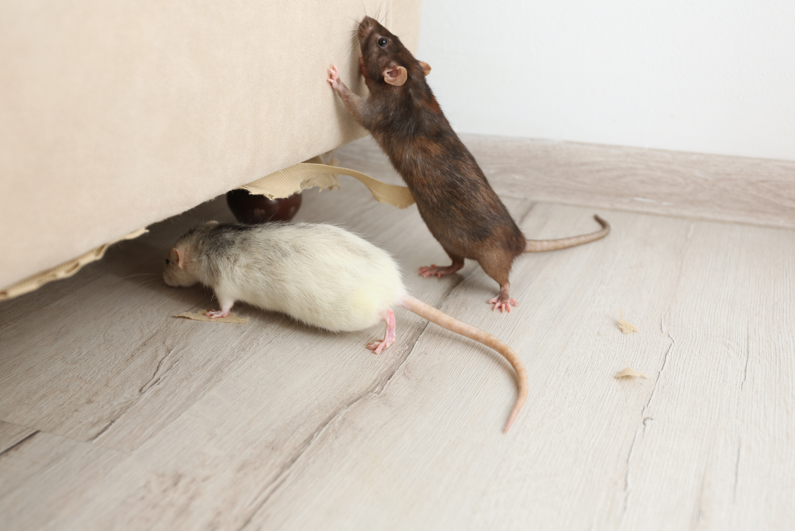 Rats going under a couch.