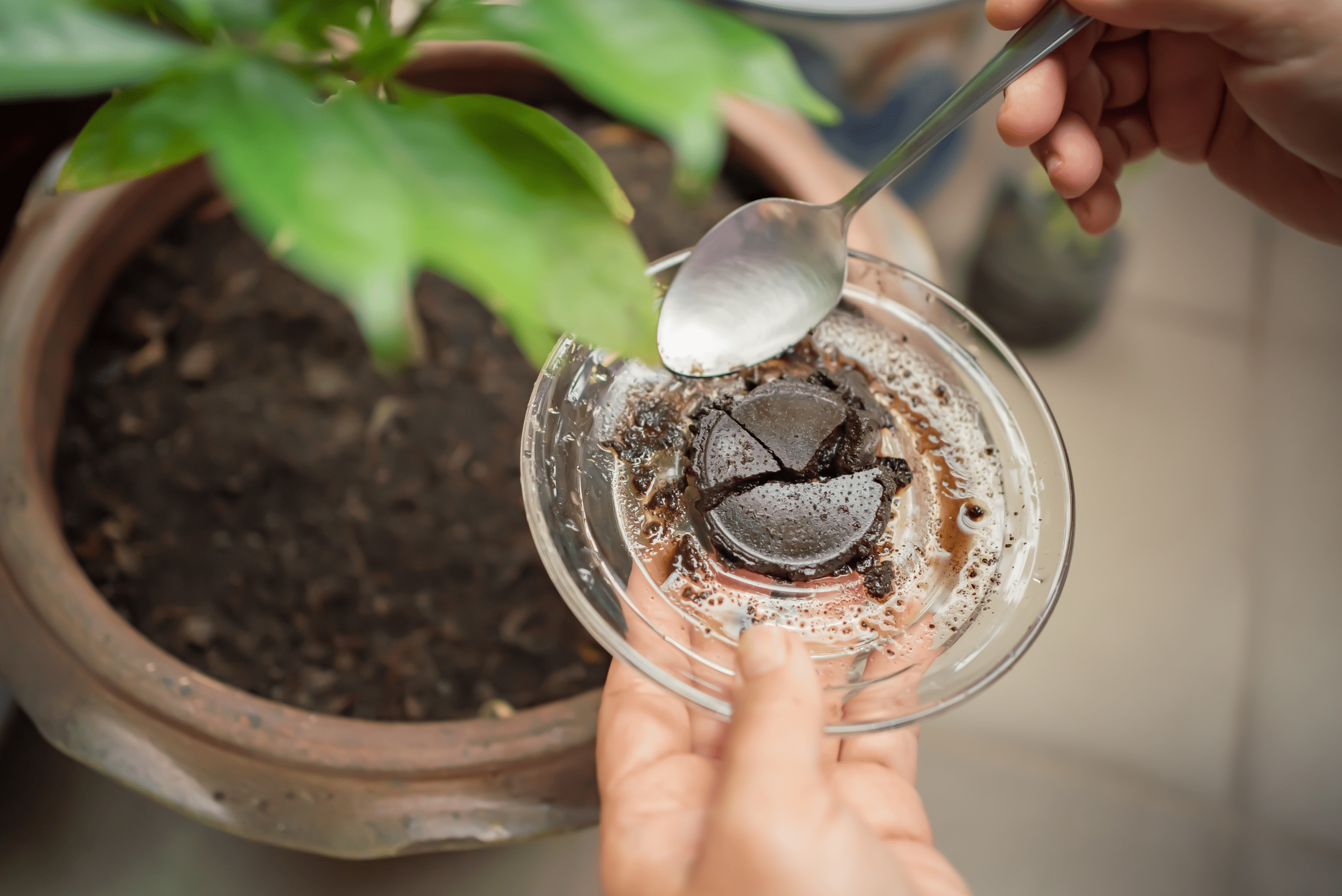 Coffee grounds in a glass for plant.