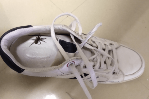 Spider hiding in shoes.