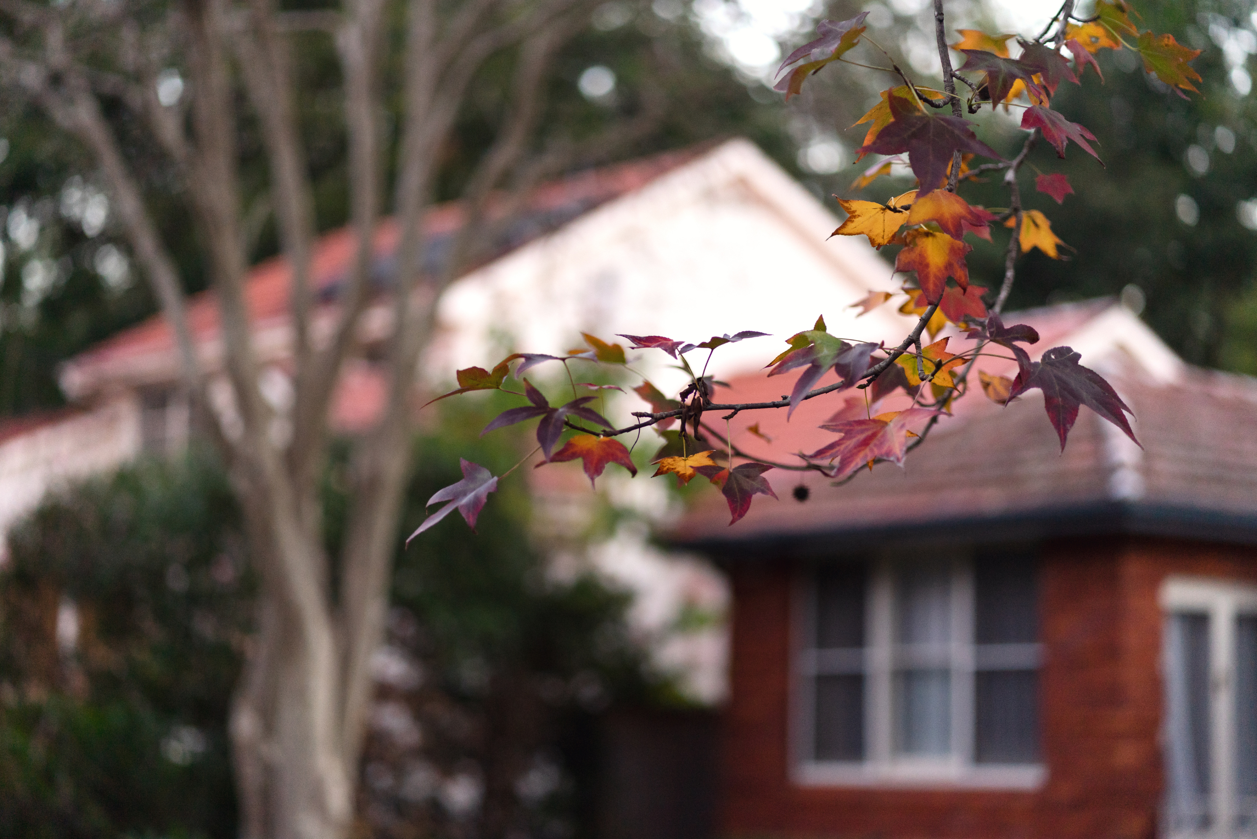 Gum tree.